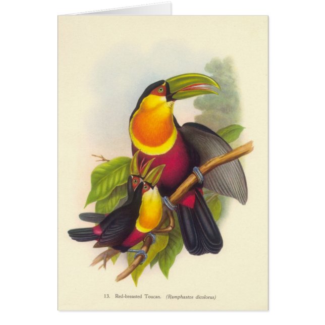 Gould - Toucan de pecho rojo (Frente)