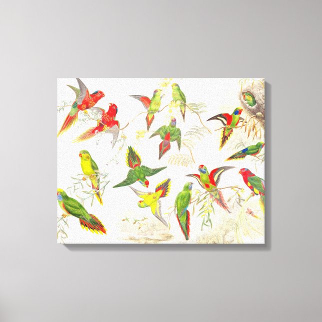 Goulds Lorikeet Parrot Aves envueltas Lienzo envue (Anverso)
