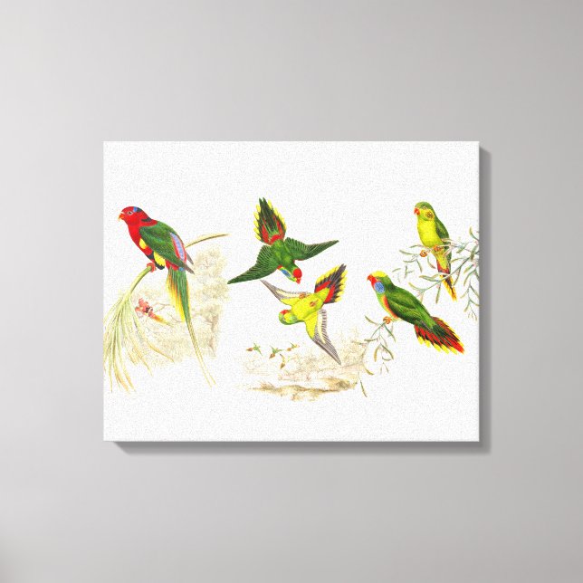 Goulds Lorikeet Parrot Aves envueltas Lienzo envue (Anverso)