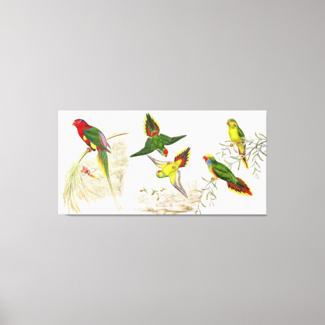 Goulds Lorikeet Parrot Aves envueltas Lienzo envue (Anverso)
