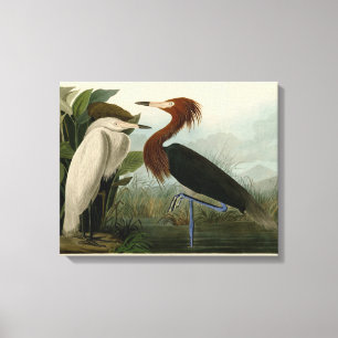 Grabado de Garza Morada de Audubon: Arte de Aves