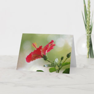 Grabó en relieve el hibisco rojo, luces de navidad