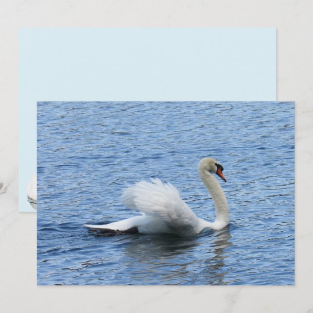 Graceful Swan Photo Flat Card (Anverso / Reverso)