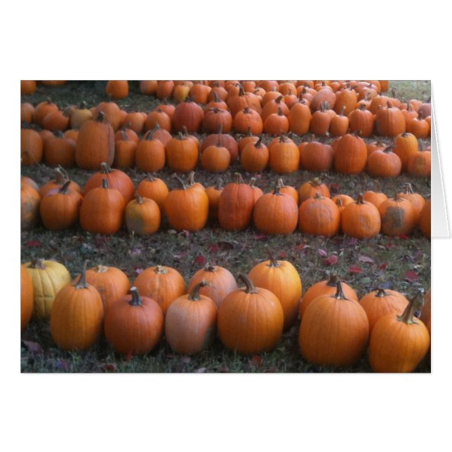 GRACIAS A LA GRAN CANTIDAD DE PUMPKINS (Anverso (Horizontal))
