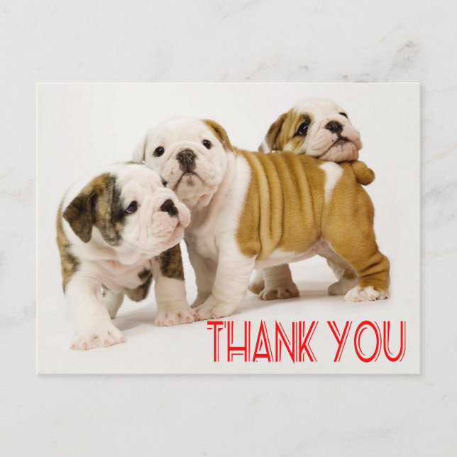 Gracias a la postal de perros porcinos de Bulldog  (Anverso)