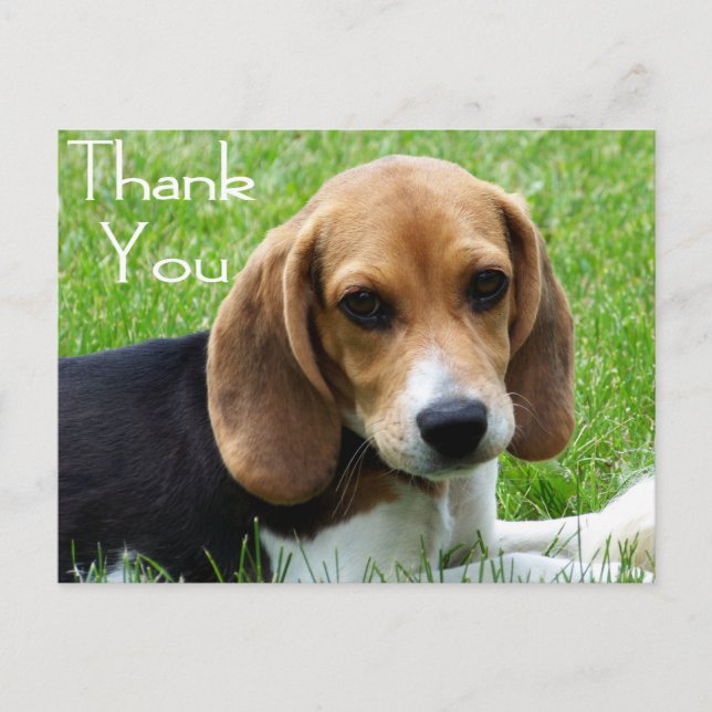 Gracias Beagle Puppy Dog Tarjeta de Correos de Sal (Anverso)
