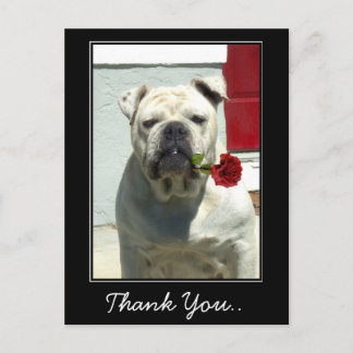 Gracias bulldog blanco con postal rosa