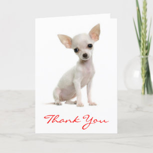 Gracias Chihuahua Perro Perro Cómplice, Tarjeta De