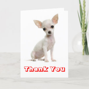 Gracias Chihuahua Perro Perro Cómplice, Tarjeta De