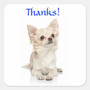Gracias Long Haired Chihuahua Pegatina