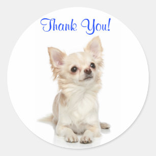 Gracias, Pegatina de Chihuahua, largamente haitian
