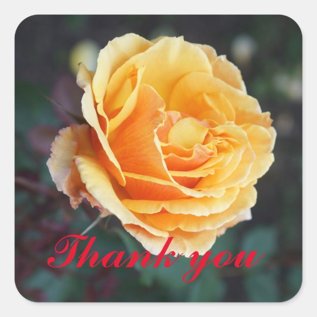 Gracias Por El Rosa #3 Pegatinas (Anverso)