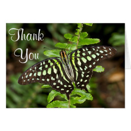 Gracias por la mariposa de Jay en cola