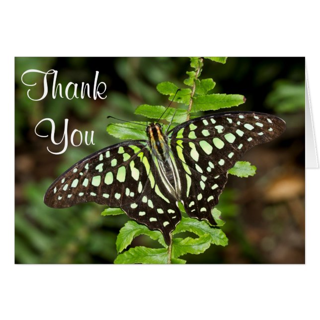 Gracias por la mariposa de Jay en cola (Anverso (Horizontal))