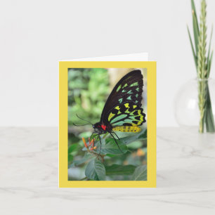Gracias por mariposa