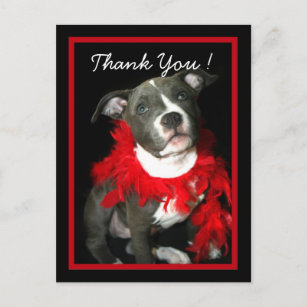 Gracias postal Blue Pitbull Puppy