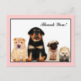 Gracias postal de los Cachorros