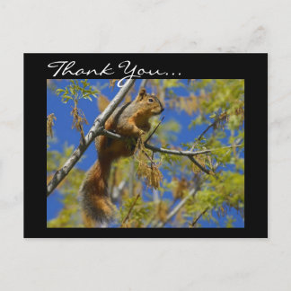 Gracias postal de Squirrel