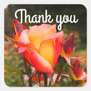 Gracias Rosa de Rainbow Sorbet #1 Pegatinas