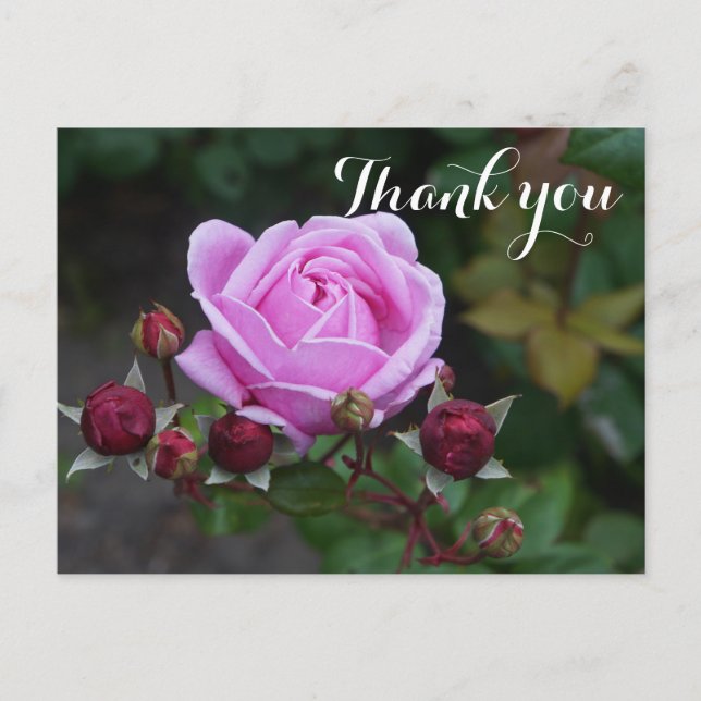 Gracias Rosa del castillo de Bishop #1 postal (Anverso)