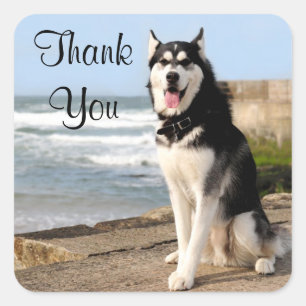 Gracias Siberian Husky Perro Pegatinas Labs