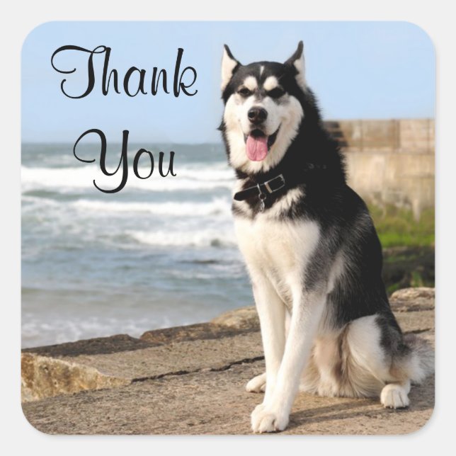 Gracias Siberian Husky Puppy Pegatinas de Perros (Anverso)