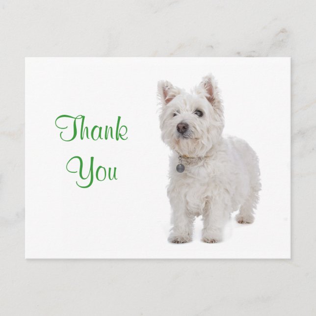 Gracias White Westipy Perro Tarjeta de felicitació (Anverso)