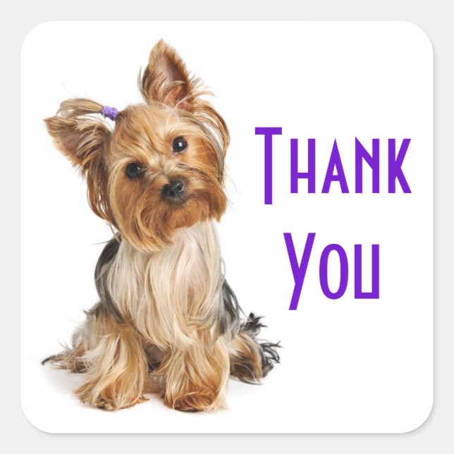 Gracias, Yorkshire Terrier Puppy Dog Pegatinas (Anverso)