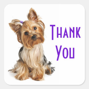 Gracias, Yorkshire Terrier Puppy Dog Pegatinas