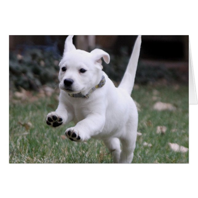 Gracie, el laboratorio amarillo (blanco) (Anverso (Horizontal))