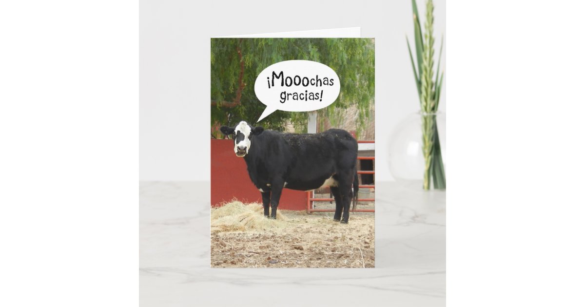 Graciosa carta de agradecimiento a vaca de habla h  Zazzle.es