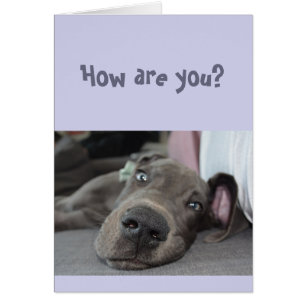 Graciosa Distancia social... ...Miss You Great Dan