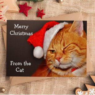 Graciosa Feliz Navidad del gato