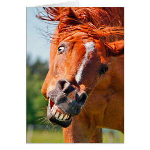 Graciosa fotografía de risa en caballos
