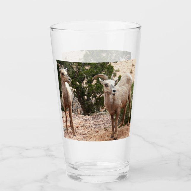 Graciosa oveja bighorn en el Parque Nacional de Zi (Anverso)