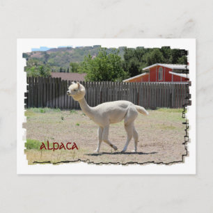 Graciosa postal de Alpaca