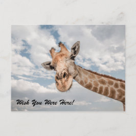Graciosa postal de Giraffe