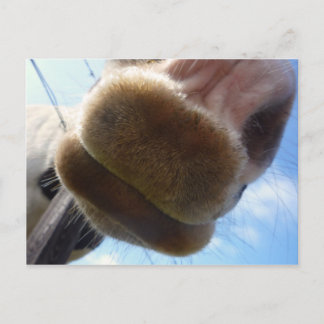 Graciosa postal para caballos