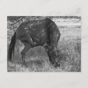 Graciosa postal para caballos