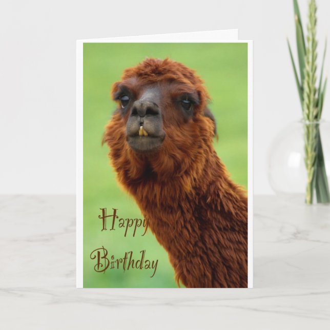 Graciosa tarjeta de cumpleaños de Alpaca (Anverso)