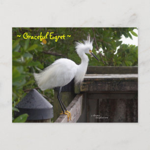 Graciosa tarjeta de postre fluffy Egret