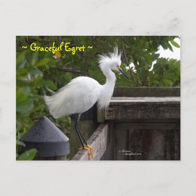Graciosa tarjeta de postre fluffy Egret (Anverso)
