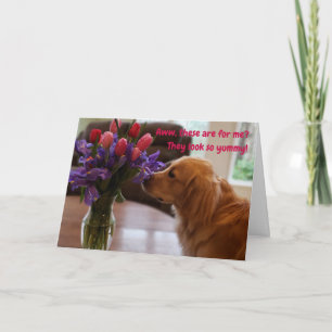 Graciosa tarjeta de San Valentín, perro comiendo f