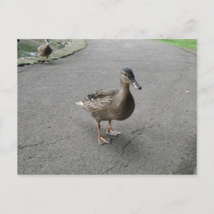 Graciosa tarjeta postal del pato
