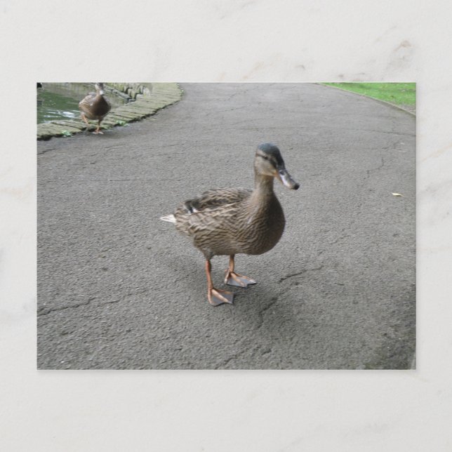 Graciosa tarjeta postal del pato (Anverso)