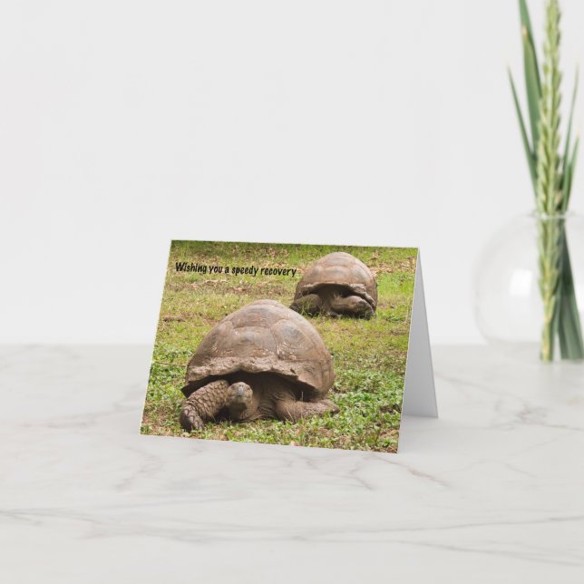 Graciosa tarjeta Tortoise Get Well (Anverso)