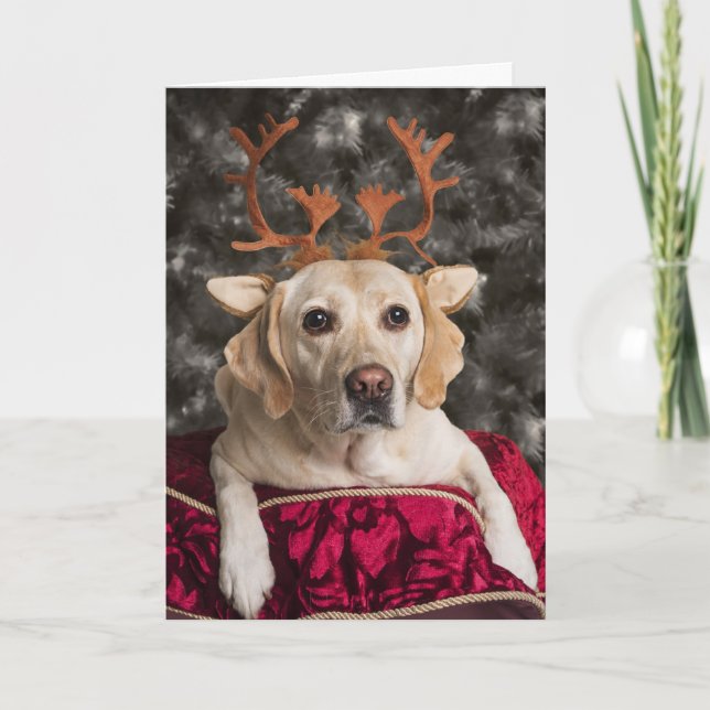 Graciosas tarjetas Yellow Lab Navidades (Anverso)
