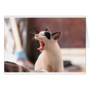 Gracioso Cat Yawning