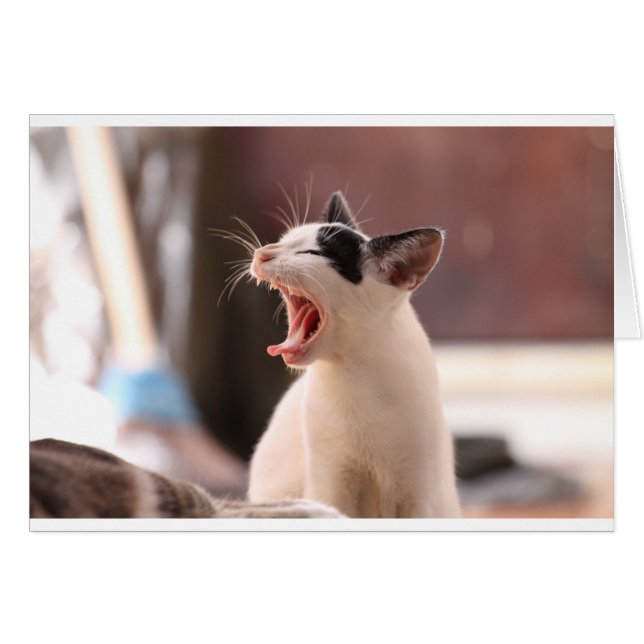 Gracioso Cat Yawning (Anverso (Horizontal))