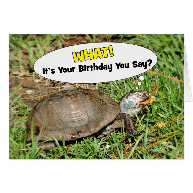 Gracioso es su caja de cumpleaños tortuga con tarj (Anverso (Horizontal))